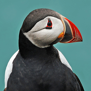 Ingólfshöfdi - Puffin